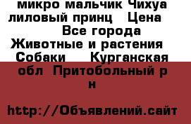 микро мальчик Чихуа лиловый принц › Цена ­ 90 - Все города Животные и растения » Собаки   . Курганская обл.,Притобольный р-н